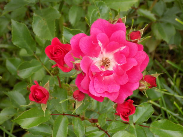 istock Beautiful pink dwarf roses in the garden 1160422423