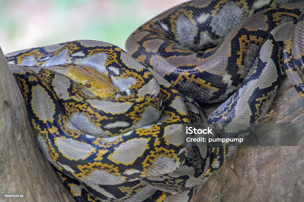 Head Burmese Python In Body On Stick Tree At Thailand Stock Photo ...