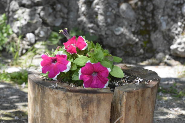 istock Petunia plant grows in the old stump as a flowerpot 1160422497