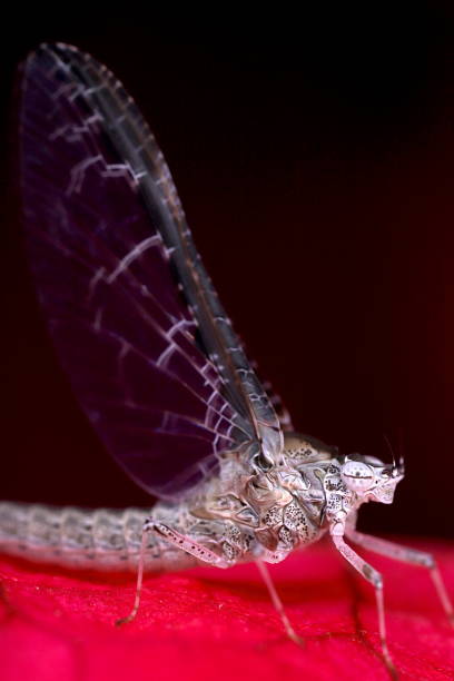 dun mayfly (callibaetis sp.) - corps dun animal photos et images de collection