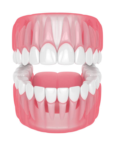 istock 3d render of jaw with teeth over white 1160424797