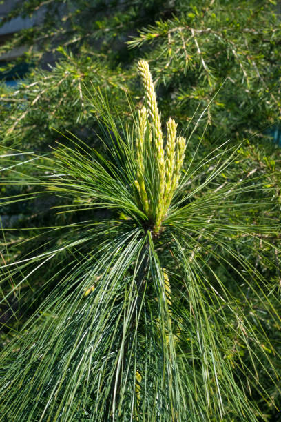 New growth of Himalayan pine or Pinus wallichiana in a garden Young shoots of Pinus wallichiana (Himalayan pine) in a garden in spring. pinus wallichiana stock pictures, royalty-free photos & images