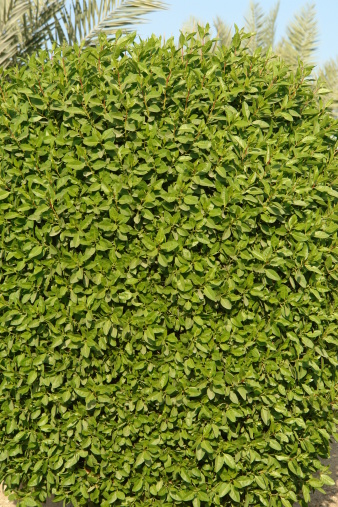 green bush isolated on white background