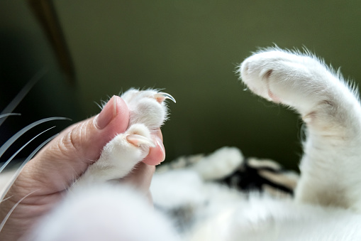 The image shows the captured cat feet before cutting the nails. (claws)