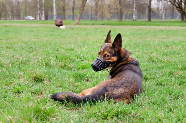 istock Young energetic half-breed dog walks in the meadow. 1160430399