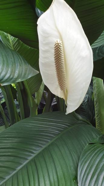 istock Flowers in close up 1160431041