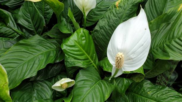 istock Flowers in close up 1160431054