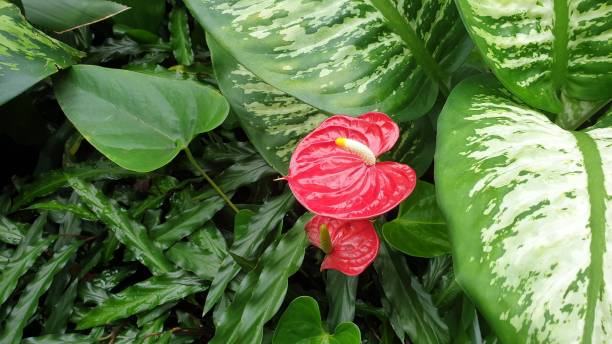 istock Flowers in close up 1160431574