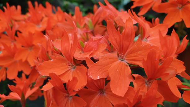 istock Flowers in close up 1160431589