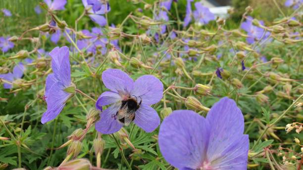 istock Flowers in close up 1160431693