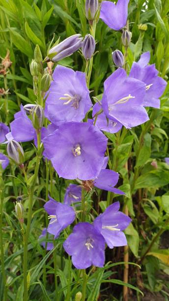 istock Flowers in close up 1160431713
