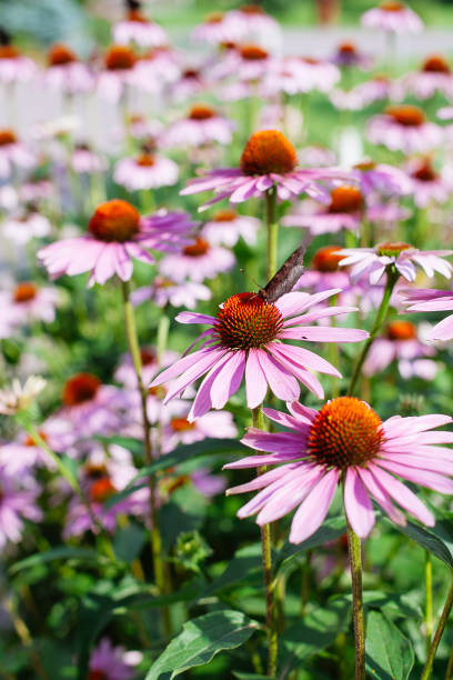 istock Close up of pink Echinacea flowers 1160432828
