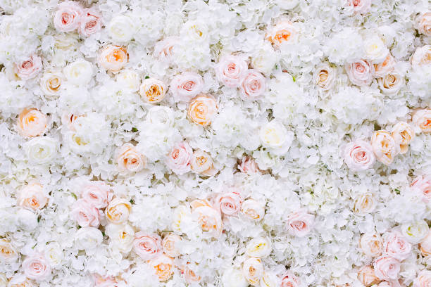 istock Flowers wall background with white and light orange roses. 1160432845
