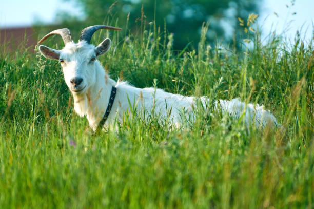 istock White goat is lying on the green grass in the countryside 1160432877