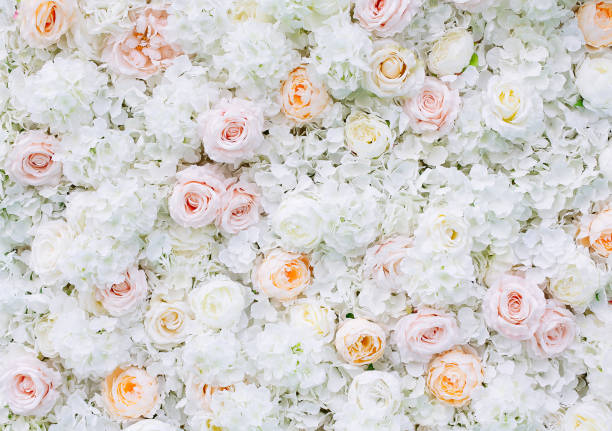 istock Flowers wall background with white and light orange roses. 1160432897