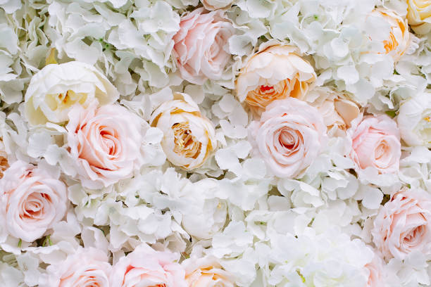 istock Flowers wall background with white and light orange roses. 1160432900