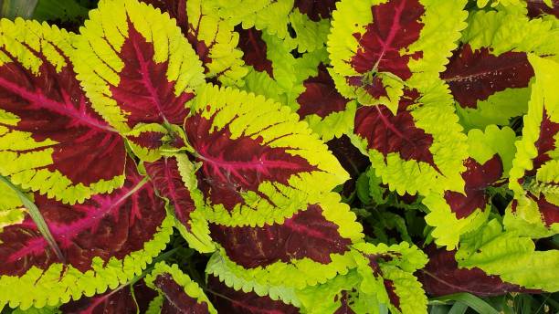 istock Leaves in close up 1160434371