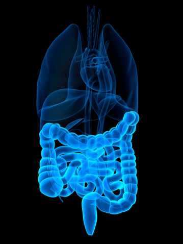 intestines highlighted
