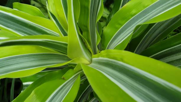 istock Leaves in close up 1160434971
