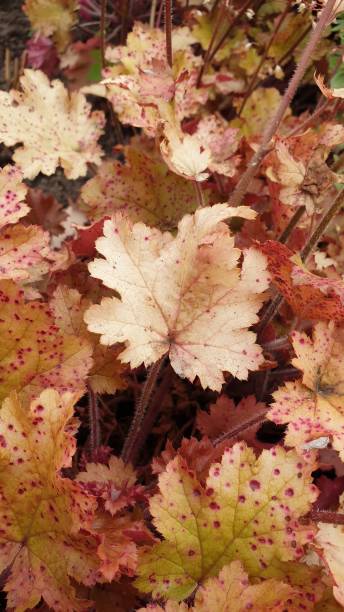 istock Leaves in close up 1160435069
