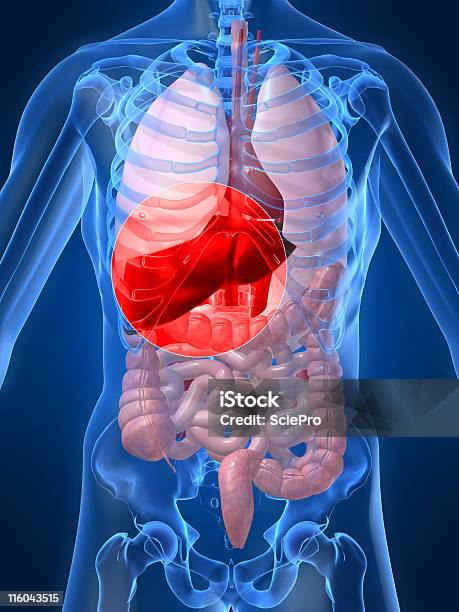 Inflammation Stock Photo - Download Image Now - Abdomen, Anatomy, Animal Abdomen