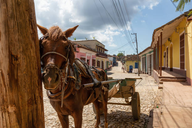 istock Horse in Trinidad, Cuba 1160436738