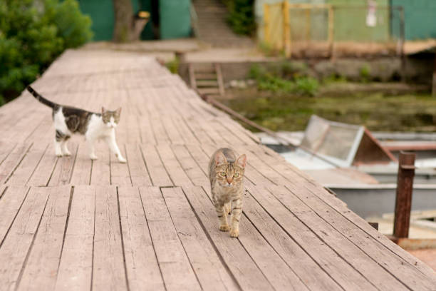 two cats on the lake , summer animal background