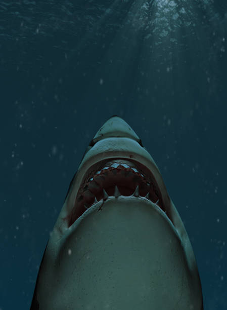 입을 벌리고 수면을 향해 수영하는 상어 - under attack 뉴스 사진 이미지