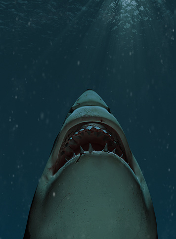 Shark swimming towards the surface with mouth open