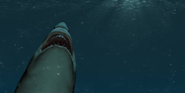 Shark swimming towards the surface with mouth open