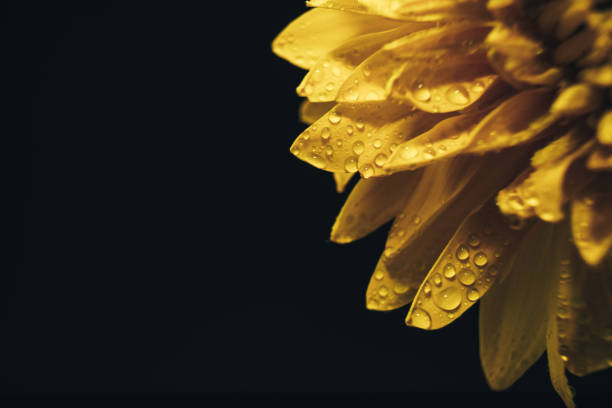 istock Close up Beautiful yellow flower on a black background. Macro view. 1160437194