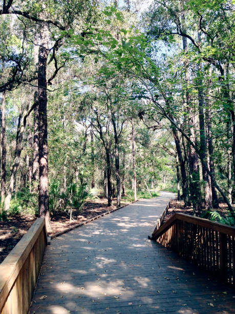 istock This boardwalk through the Forest is located within Shingle Creek Preserve in Kissimmee Florida that's a Nature Preserve  surrounding Shingle Creek which is recognized as the Headwaters of the Everglades in Florida. 1160437444