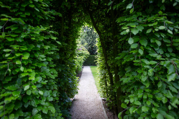 istock Walkway with green trees in a beautiful garden 1160438370