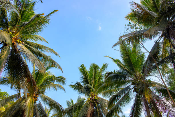 istock Coco palm tree crown on blue sky. Palm leaf frame on skyscape. Tropical island banner template with text place. 1160438380