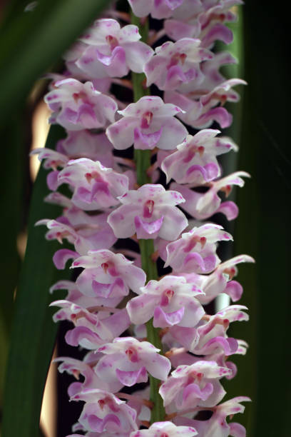 Rhynchostylis retusa (L.) Blume, Beautiful orchid flower. Rhynchostylis retusa (L.) Blume, Beautiful orchid flower. rhynchostylis gigantea orchid stock pictures, royalty-free photos & images