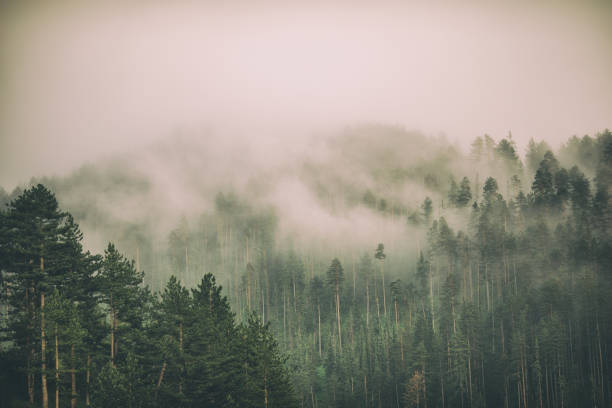 nebel und wolken auf dem berg - naturwald stock-fotos und bilder