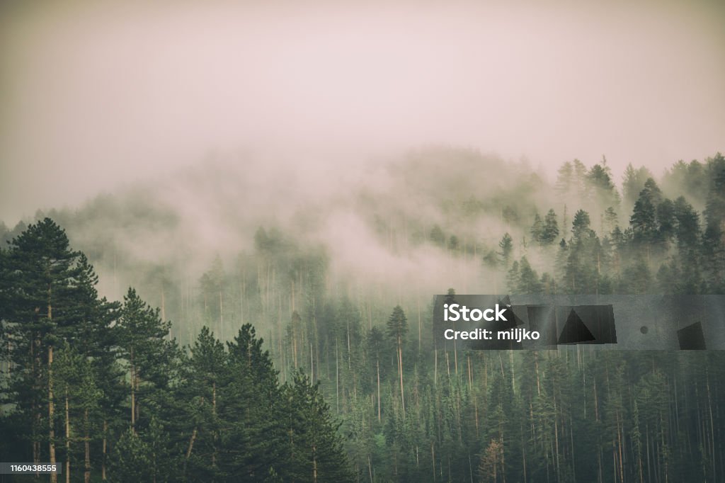 Fog and clouds on mountain Beautiful landscape with fog and low clouds on mountain range and forest Fog Stock Photo