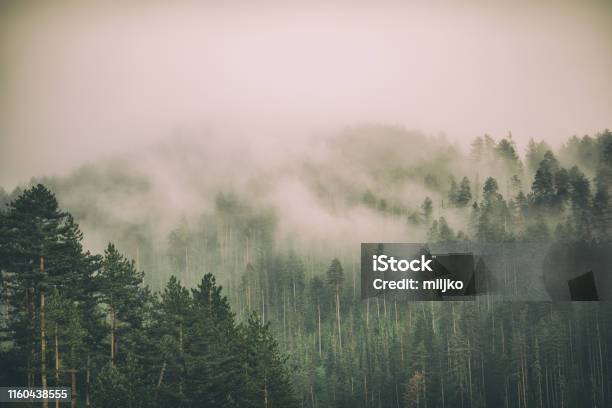Fog And Clouds On Mountain Stock Photo - Download Image Now - Fog, Forest, Mountain
