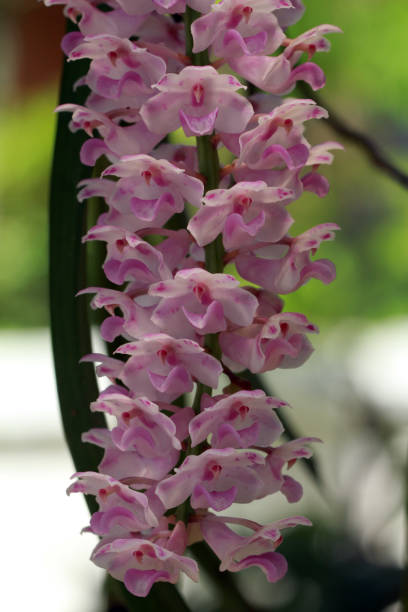 Rhynchostylis retusa (L.) Blume, Beautiful orchid flower,close-up shot Rhynchostylis retusa (L.) Blume, Beautiful orchid flower. rhynchostylis gigantea orchid stock pictures, royalty-free photos & images