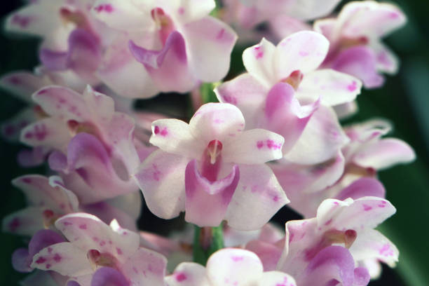 Rhynchostylis retusa (L.) Blume, Beautiful orchid flower,close-up shot Rhynchostylis retusa (L.) Blume, Beautiful orchid flower,close-up shot rhynchostylis gigantea orchid stock pictures, royalty-free photos & images