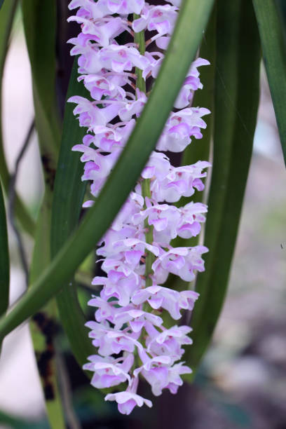 Rhynchostylis retusa (L.) Blume, Beautiful orchid flower,close-up shot Rhynchostylis retusa (L.) Blume, Beautiful orchid flower. rhynchostylis gigantea orchid stock pictures, royalty-free photos & images