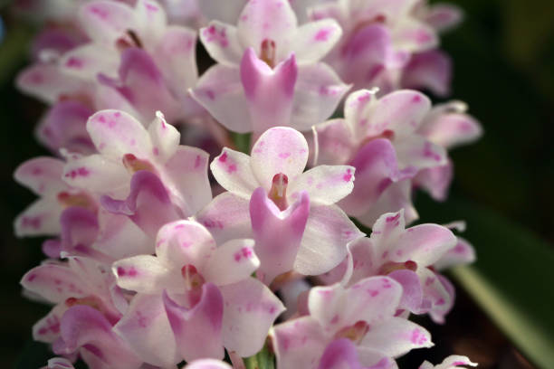 Rhynchostylis retusa (L.) Blume, Beautiful orchid flower,close-up shot Rhynchostylis retusa (L.) Blume, Beautiful orchid flower,close-up shot rhynchostylis gigantea orchid stock pictures, royalty-free photos & images