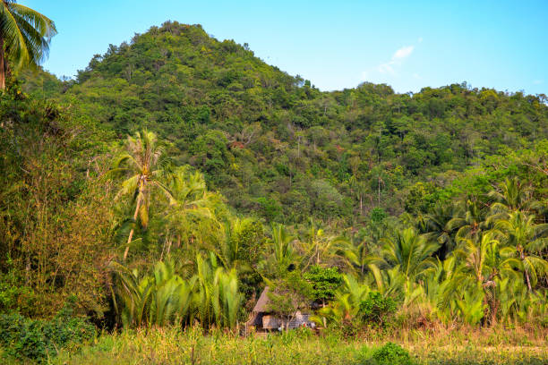 istock Green tropical landscape with a mountain and coco palm tree forest. Tropical jungle landscape. Natural environment 1160439264