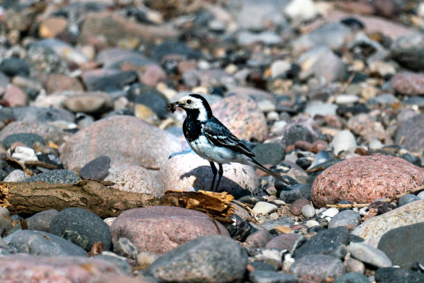 istock sunny close up of a pied wagtail on a beach 1160439292