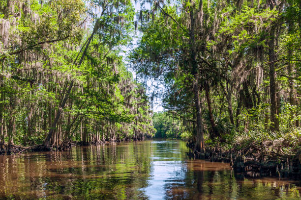 istock On a warm spring afternoon we paddled down Shingle Creek 1160439301