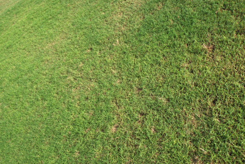 dubai golf course grass
