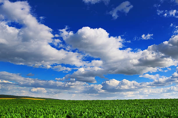 istock Countryside with sugar beet field and cloudy sky 1160440285