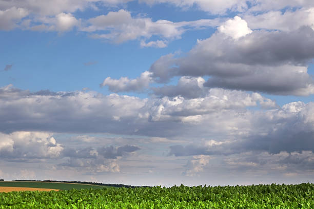istock Countryside with sugar beet field and cloudy sky 1160440309