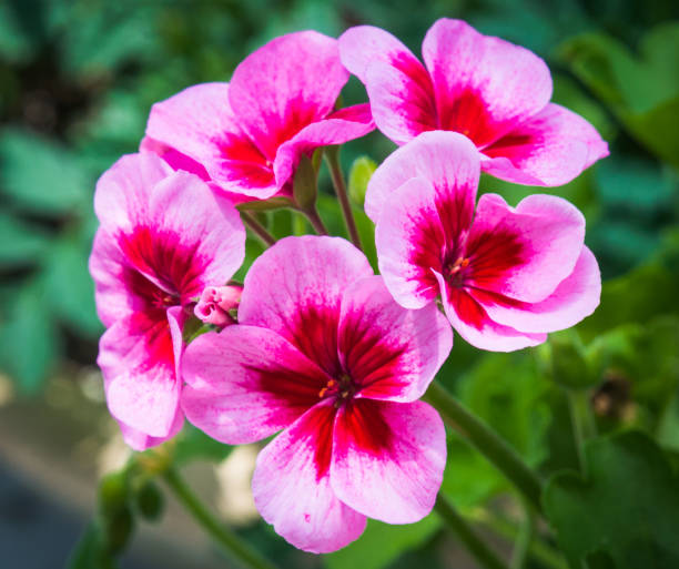 flores de geranio rosa - geranium flower pink leaf fotografías e imágenes de stock