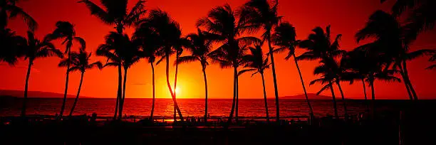 A grove of coconut palms is silouetted against the Hawaiian sunset. as other island loom in the background.